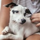 위즈동물병원 이미지