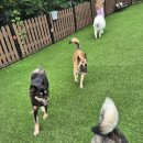 위드온 반려견 교육센터 이미지