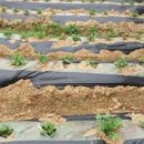 청석골농장 이미지