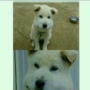 멍뭉이 Daum카페