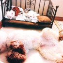 몽이네 맡겨보시개 이미지