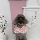 댕복한하루 이미지