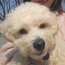 남산4길 | 강아지도 신난 서울 나들이🐶 남대문시장 먹거리 털고 애견동반 가능한 남산 돈까스까지