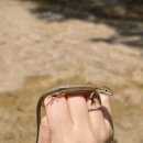 한마음오토캠핑장 | 금산 대형 캠핑장 한마음심천캠핑랜드 넓은 공간과 계곡이 있는 곳