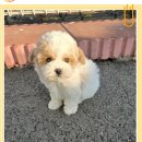이번생은 댕댕이 이미지