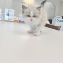 라이프메디케어 | 대전고양이분양 루나캣 방문 후기 첫 고양이를 맞이한 가장 완벽한 선택