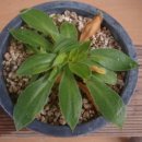 알프스장 이미지