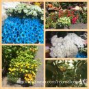 천우화원 이미지