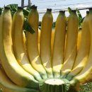 (주)제주국제여행사 이미지