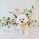 항상,예쁘개 이미지