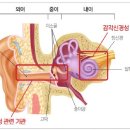전음성 및 감각신경성 난청[conductive and sensorineural hearing loss] 이미지
