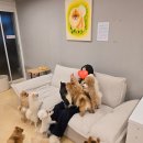 라이크펫 | 광주 &#34;라이크펫&#34;, 귀여운 강아지가 엄청많네 ! (고양이,강아지카페)