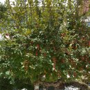 서울석촌초등학교 이미지