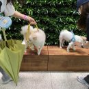 구미산동 애견미용 눈부시개 | 2022 대한민국 구미 펫캉스 후기