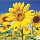 청심유치원 이미지