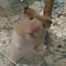 라이징썬 이미지