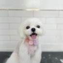 인물나개 이미지