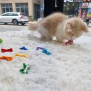 일산고양이분양 라라캣츠 이미지