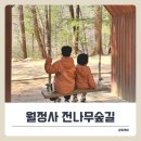 신라왕국식당 | 오대산 월정사 전나무숲길 산책, 다람쥐 만난 힐링 순간