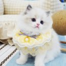 강남고양이분양 스타돌스 이미지