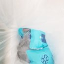 오골계식당 이미지