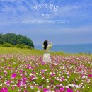6월 꽃구경 코스모스 유채꽃밭 부안 수성당 후기