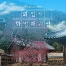 깊은 울림이 있는 팬플릇 | 3월 말 구례 화엄사 화엄매 실시간 개화 현황