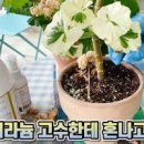 제라늄 키우기 삽목 가지치기 제라늄 꽃말 포토 종류 분갈이 물주기 팁 이미지