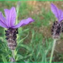 [12월 3일 탄생화] 라벤더(Lavendar) : 기대 이미지