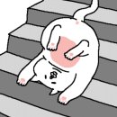 운정고양이호텔 이미지