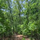 천주사매점 | 20.5.18,이배재-망덕산. 20일 남한산서~남한산동,벌봉