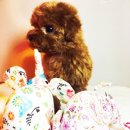 아이러브독 서초점 이미지