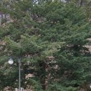 봉림흑염소 이미지