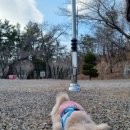 멍냥멍냥 미용실 이미지