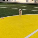 멍해피 애견유치원&호텔 이미지