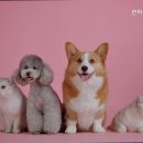 한마음동물병원 네이버블로그
