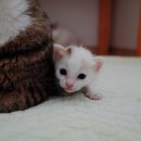 그루밍, 안나 이미지