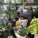 Florist 김현실 이미지