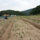 황기농장 이미지