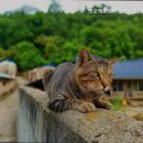 펫오케스트라 반려동물장례식장 이미지