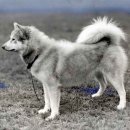 애견백과 - 아메리칸 에스키모 도그 (American Eskimo Dog) 이미지