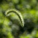 강아지풀 이미지