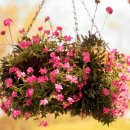 보타닉가든의 Hanging Basket(걸이화분).. 이미지