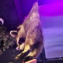 신촌 느긋 | 홍대데이트 추천 실내동물원 고양이카페 합정 신촌 이색데이트