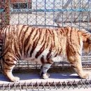 호랑이농장 이미지