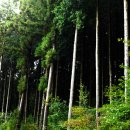 편백나무숲