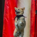 청춘애견 계룡점 이미지