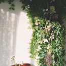 여름식물 인테리어 이미지