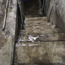 정화조실 해충포집기청소및 계단물청소 이미지