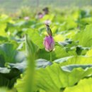 안심창조밸리 천천둘레길 이미지